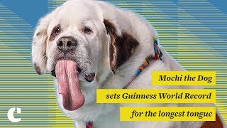 Mochi the Dog sets Guinness World Record for the longest tongue