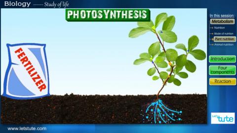 Nutrition in plants (Photosynthesis) | Letstute