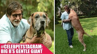 #CelebPetstagram - Amitabh Bachchan's Gentle Giant