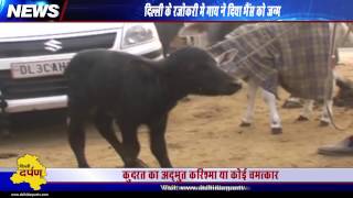 कुदरत का अजूबा : गाय ने दिया भैंस को जन्म l Cow gives birth to buffalo in Delhi