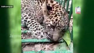 Leopard captured from Udhampur