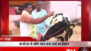 बेलगावि - स्लग -कर्नाटक में "सीमे गाय" बना चर्चा का विषय - tv24