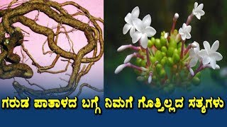 Amazing benefits of Sarpagandha | Health secrets of Ayurveda herbs | Health tips Kannada