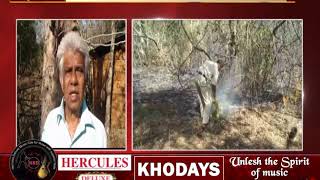 Cashew plantation in Curchorem gutted in fire