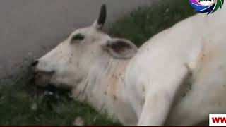 गाय की मौत और बेदर्द सरकार