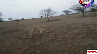 गुजरात के गिर अभयारण्य में दो लोगों ने शेर और शेरनी के पीछे दौड़ाई बाइक