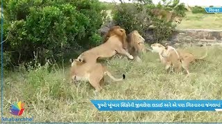 Watch fight of fighting lions in Gir