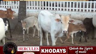 Video Reveals Cattle in Goa Are Subjected To Daily Torture