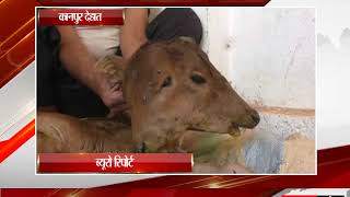कानपुर देहात - गाय ने दिया दो सर वाले बछड़े को जन्म - tv24