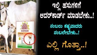 ಇಲ್ಲಿ ಹಸುಗಳಿಗೆ ಆದರ್ ಕಾರ್ಡ್ ಇರಬೇಕು ಎಲ್ಲಿ ಗೊತ್ತಾ | Adhar Card for Cow - Kannada Latest News