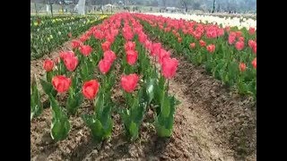 श्रीनगर की हवा में फूलों की महक, एशिया का सबसे बड़ा ट्यूलिप गार्डन खुला