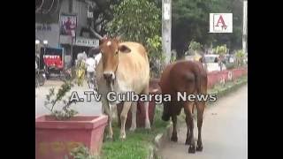Gulbarga Green City A.Tv News 9-8-2016