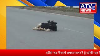 पठानकोट में आवारा पशुओं की भरमार #ATV NEWS CHANNEL