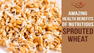 Amazing Health Benefits of Nutritious Sprouted Wheat