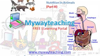Science Class 7 Chapter 2 Part 3|Nutrition in Animals|