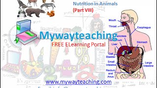 Science Class 7 Chapter 2 Part 8|Nutrition in Animals|