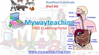 Science Class 7 Chapter 2 Part 12|Nutrition in Animals|