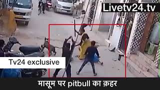 Pitbull attacks a kid || india ||