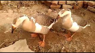 Duck In Delhi 3