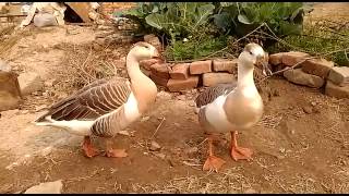Duck In Delhi 2