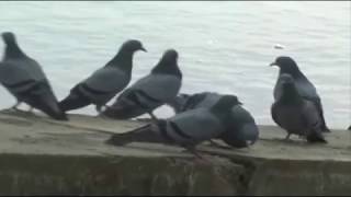 कबूतर डांस Pigeon Dance in Delhi