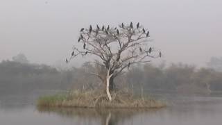 Delhi Migrate Birds in Biodiversity Park