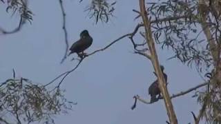 Delhi Migrate Birds in Biodiversity Park