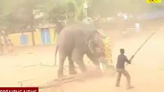 ANGRY ELEPHANT / हाथियों का खतरनाक तांडव ... कमजोर दिल वाले न देखे ...