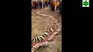 देखें वीडियो, चीन में मिला 60 फुट का ड्रैगन कंकाल