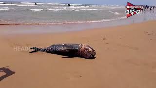 A Dead Dolfeen Resqued From Puri Sea Beach
