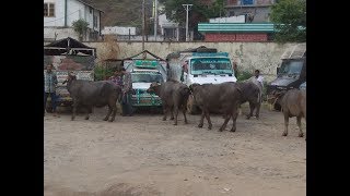 मेंढर पुलिस ने पशुओं से भरे 5 वाहन पकड़े, 5 लोग गिरफ्तार