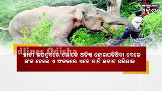 Elephant Tension In Dhenkanal