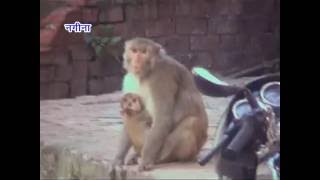 उत्पाती बंदरों का आतंक