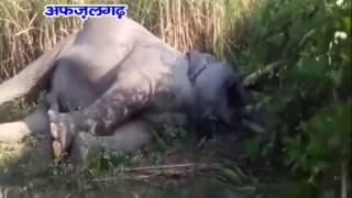 जंगलो में हाईटेंशन विद्युत लाईन की चपेट में आकर टस्कर हाथी की मौत