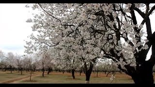 Almond blossom regains hope among Kashmir farmers
