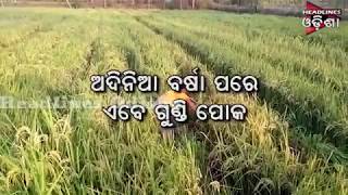 Fear Of Dangerious Insects To Farmers In Kalahandi