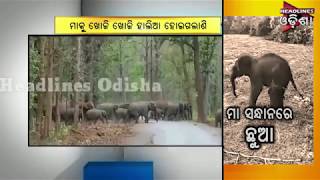 Elephant Calf Rescued In Anugul