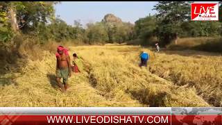 Loisingha Crop Damage