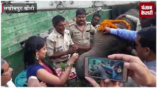 कर्नाटक से दुधवा नेशनल पार्क पहुंचे 10 हाथी, महावत दे रहे हैं प्रशिक्षण