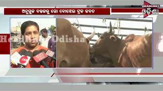 600 Cattle Quote In Chhendipada