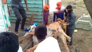 गर्मी बनी मुसीबत बढ़ते तापमान से गाय की मौत #Channel India Live