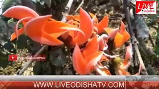 Special Report : Beautifull Palasa flower in Binika