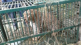 Leopard captured in Doda