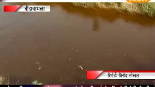 श्रीगंगानगर मे आरबी नहर का जहरिला  पानी पीने से 14 पशुओ की मौत