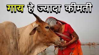 गाय है ज्यादा कीमती | अशोक वानखेड़े | व्हिसिलब्लोवर न्यूज़ इंडिया
