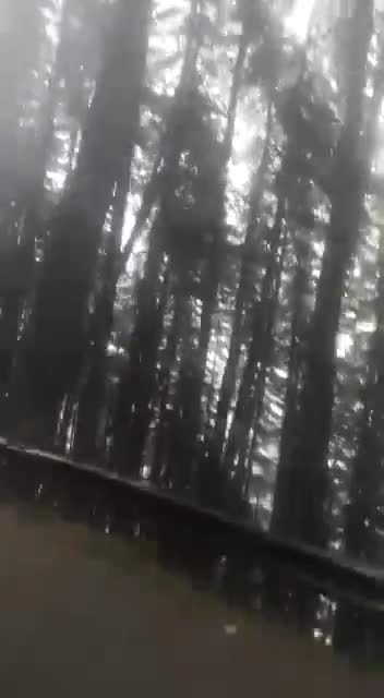 Snowfall in Shimla video by Rohini Choudhary