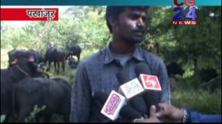 पशु तस्करी पर कोई लगाम नहीं Pakhanjur CG 24 News