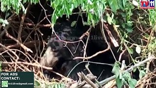 BEAR STRUCK IN BUSHES IN VAJRAPUKOTTURU SRIKAKULAM TV11 NEWS 3RD APR 2017