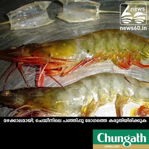 Chronic soft-shell syndrome in prawn