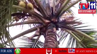 THUNDERBOLT DESTROY COCONUT TREE IN ZAHIRABAD , SANGAREDDY DIST | Tv11 News | 31-05-2018